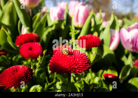 Biene auf der Nelke mit Tulpen im Hintergrund Stockfoto