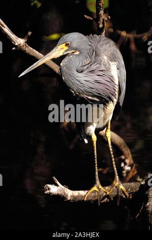 Dreifarbige Reiher, Egretta tricolor, auf einem Zweig, Porträt Stockfoto