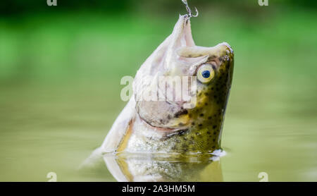 Fisch in der Falle hautnah. Angelausrüstung. Köder Löffel Angeln Zubehör. Opfer der Wilderei. Speichern der Natur. Am Haken. Stille Konzept. Fisch Forelle im Süßwasser gefangen. Fisch offenen Mund hängen an Haken. Stockfoto