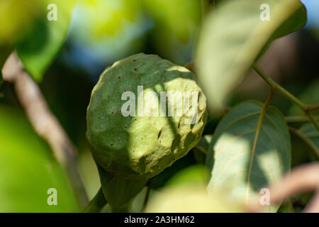 Anpflanzungen von cherimoya Cherimoya Früchte in Granada-Malaga tropischen Küste subtropischen Region, Andalusien, Spanien, grün Cherimoya wächst am Baum Stockfoto