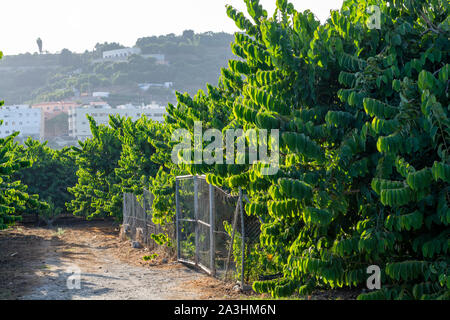 Anpflanzungen von cherimoya Cherimoya Früchte in Granada-Malaga tropischen Küste subtropischen Region, Andalusien, Spanien, grün Cherimoya wächst am Baum Stockfoto