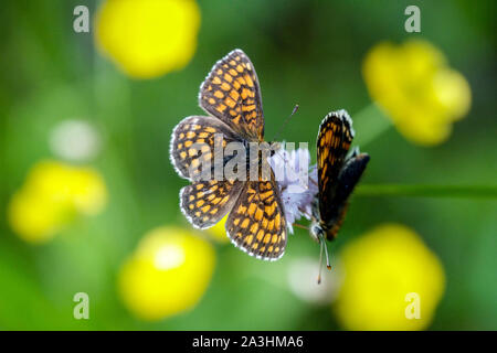 Glanville Fritillary Melitaea cinxia Schmetterling auf Blume Tschechische Republik Insekt auf Unkraut Stockfoto