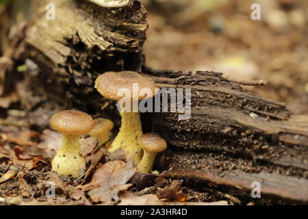 Dunkler Honig Pilz wächst auf einem alten Baumstamm Stockfoto