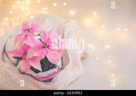 Weihnachten rosa Weihnachtsstern vergossen mit beiger Strickpullover mit funkelnden Girlande, getönt Stockfoto