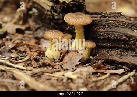 Dunkler Honig Pilz wächst auf einem alten Baumstamm Stockfoto
