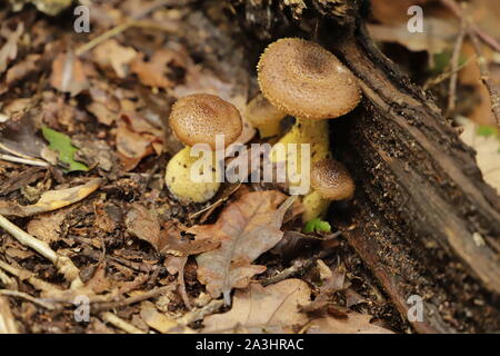 Dunkler Honig Pilz wächst auf einem alten Baumstamm Stockfoto