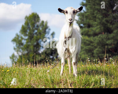 Ziege Weiden im Feld. Portrait von hornlosen Ziegen Stockfoto