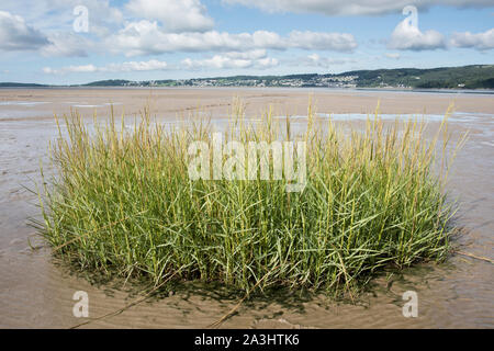 Gräser in der Kent Mündung in White Creek, Morecambe Bay, mit Grange-over-Sands in der Ferne. Stockfoto