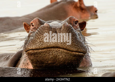 Nahaufnahme des Gesichts eines Hippo Stockfoto