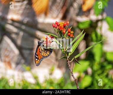 Monarch Butterfly, Danaus plexippus auf milkweed Anlage thront. Stockfoto