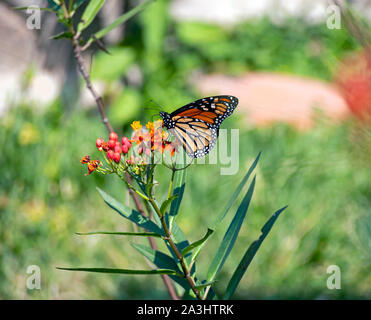 Ein Monarch butterfly, Danaus plexippus, Fütterung auf milkweed Blumen. Stockfoto