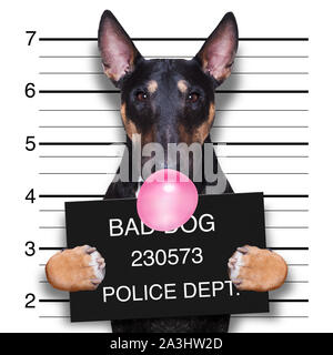 Kriminelle mugshot von Pitbull Terrier Hund an der Polizei Station holding Plakat mit Bubble Kaugummi, auf Hintergrund isoliert Stockfoto