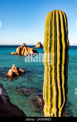 Riesige Cardon Kaktus auf der Isla Espiritu Santo im Golf von Kalifornien aus der Halbinsel von Baja California, Mexiko Stockfoto