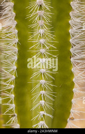 Riesige Cardon Kaktus auf der Isla Espiritu Santo im Golf von Kalifornien aus der Halbinsel von Baja California, Mexiko Stockfoto