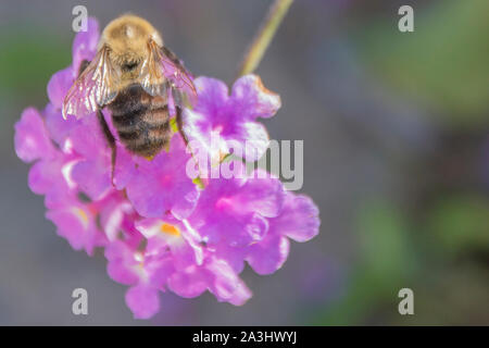 Gemeinsame östlichen Hummel (Bombus Impatiens) auf Lila Blume. Stockfoto