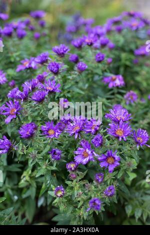 Symphyotrichum novae-angliae 'Purple Dome' New England Aster. Stockfoto