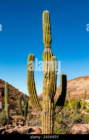 Riesige Cardon Kaktus auf der Isla Espiritu Santo im Golf von Kalifornien aus der Halbinsel von Baja California, Mexiko Stockfoto