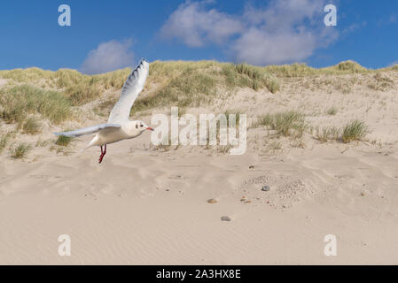 Möwe auf die Dünenlandschaft Stockfoto