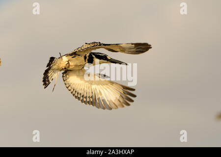 Pied Kingfisher im Flug Stockfoto