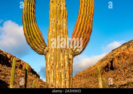 Riesige Cardon Kaktus auf der Isla Espiritu Santo im Golf von Kalifornien aus der Halbinsel von Baja California, Mexiko Stockfoto