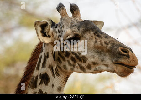 Schuss in den Kopf einer Giraffe Stockfoto
