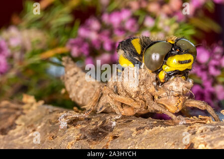 Farbe Makro Foto von Golden Dragonfly (Cordulegaster boltonii Beringt) teilweise von der Nymphe Haut entstanden. Stockfoto