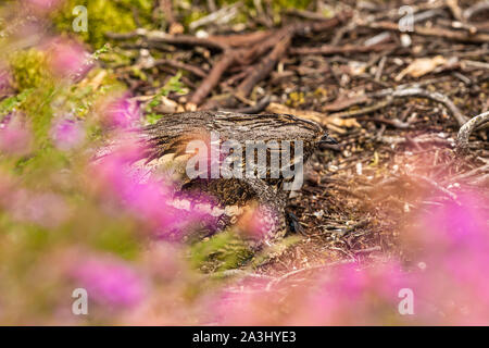 Farbe Wildlife Fotografie eines Europäischen Nightjar Vogel (Caprimulgus europaeus) Rastplätze auf dem Boden während Tag Stockfoto