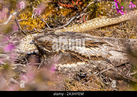 Farbe Wildlife Fotografie eines Europäischen Nightjar Vogel (Caprimulgus europaeus) Rastplätze auf dem Boden während am nächsten Schlange zu häuten. Stockfoto