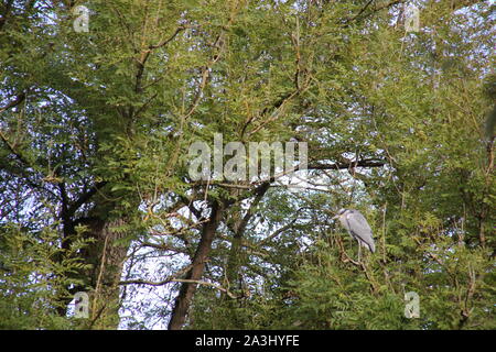 Graureiher sitzen auf dem Baum über den Fluss Stockfoto