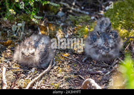 Farbe Tierwelt Foto von zwei Europäischen Nightjar Küken (Caprimulgus europaeus) Rastplätze auf dem Boden während Tag. Stockfoto