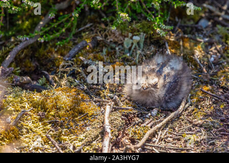 Farbe Wildlife Fotografie des Einheitlichen Europäischen Nightjar Küken (Caprimulgus europaeus) Rastplätze auf dem Boden während Tag. Stockfoto