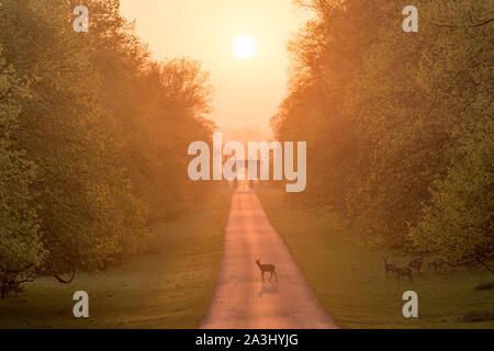 Rotwild in Studley Royal Park, Ripon, North Yorkshire. Stockfoto