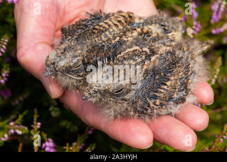 Farbe Tierwelt Foto von zwei Europäischen Nightjar Küken (Caprimulgus europaeus) auf mans Palm. Stockfoto