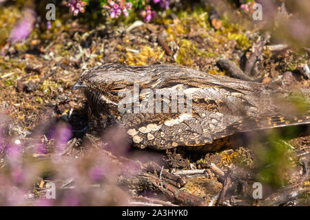 Farbe Wildlife Fotografie eines Europäischen Nightjar Vogel (Caprimulgus europaeus) Rastplätze auf dem Boden während Tag. Stockfoto