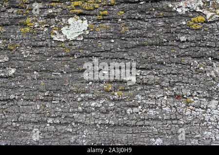 In der Nähe von weißen und gelben Flechten auf alten hölzernen Textur Stockfoto