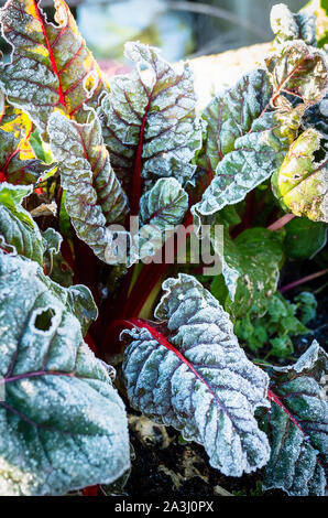 Frosted Blätter von Ruby Mangold, leuchtend rote Stiele im Winter in einen Englischen Garten Stockfoto