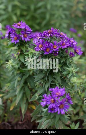 Symphyotrichum novae-angliae 'Purple Dome' New England Aster. Stockfoto