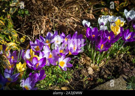 Eingebürgerte krokusse am Rande eines gemischten Grenze bringen Farbe in einer ansonsten langweiligen Bett von Pflanzen in Großbritannien im Februar Stockfoto