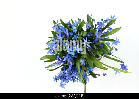 Blumenstrauß aus Wald Schneeglöckchen auf weißem Hintergrund Stockfoto