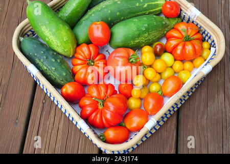 Buntes Gemüse - Garten frische Tomaten und Gurken Stockfoto