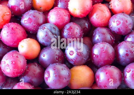 Cherry Plum Hintergrund Reif. Ansicht von oben. Close Up. Full Frame. Stockfoto