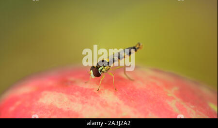 Ein wenig hoverfly sitzt auf einem roten Apfel vor grünem Hintergrund Stockfoto