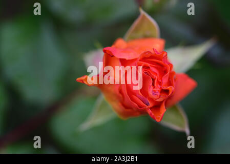 Nahaufnahme einer orange Rose von oben vor grünem Hintergrund mit Blättern Stockfoto