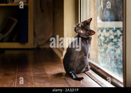 Kleine schwarze Katze schaut über die Schulter auf Glasschiebetür sitzen Stockfoto
