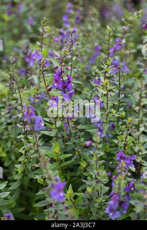 Angelonia angustifolia von Erena Blue' - Sommer snapdragon Blumen. Stockfoto