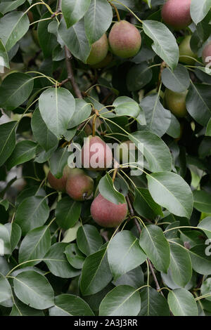 Viele Birnen wachsen auf einen Birnbaum Stockfoto