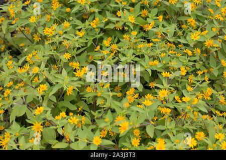 Von Melampodium paludosum howstar'. Stockfoto