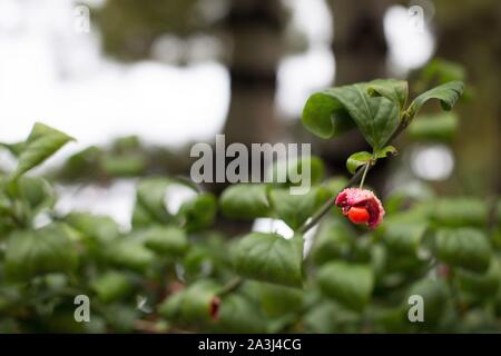 Die euonymus americanus trawberry Bush'. Stockfoto