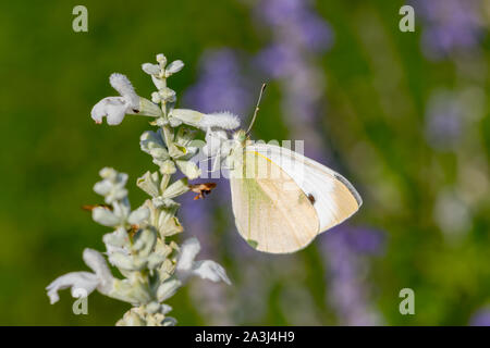 Schönen europäischen Kohlweißling Fütterung auf Nektar aus weißem, Wildblumen im Garten an einem sonnigen Herbst Tag Stockfoto