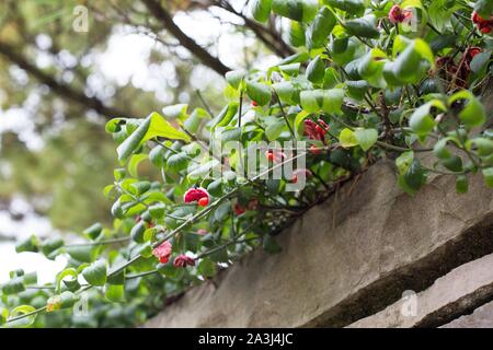 Die euonymus americanus trawberry Bush'. Stockfoto